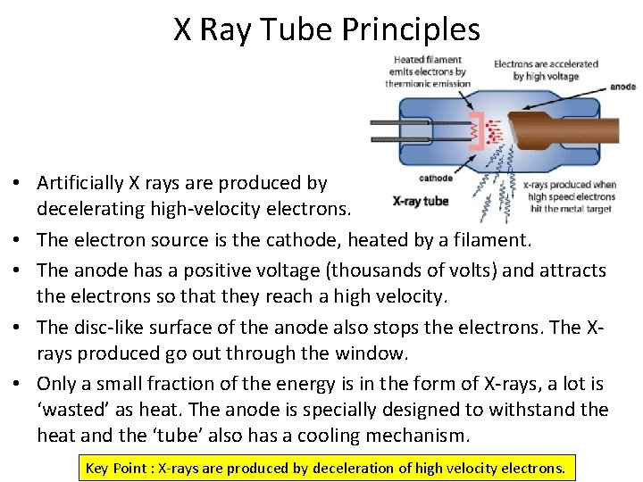 X Ray Tube Principles • Artificially X rays are produced by decelerating high-velocity electrons.