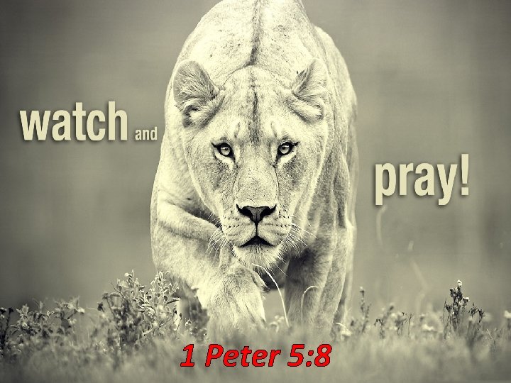1 Peter 5: 8 