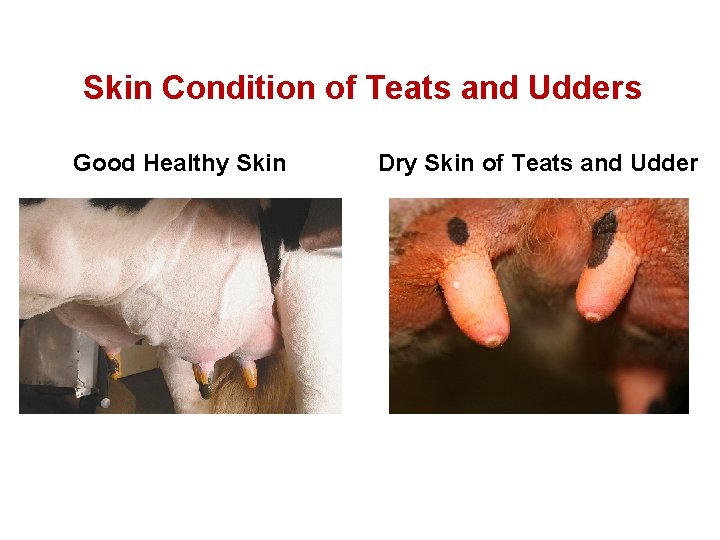 Skin Condition of Teats and Udders Good Healthy Skin Dry Skin of Teats and