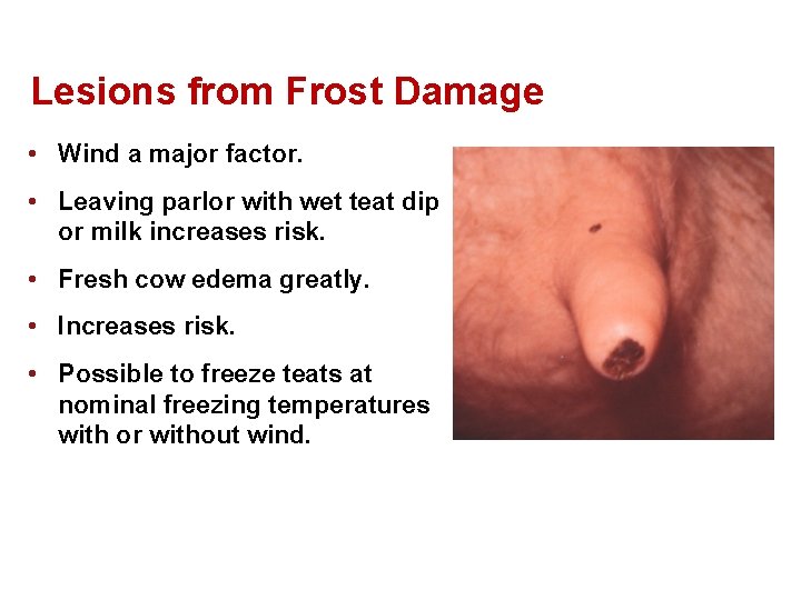 Lesions from Frost Damage • Wind a major factor. • Leaving parlor with wet