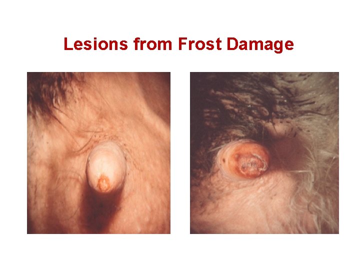 Lesions from Frost Damage 