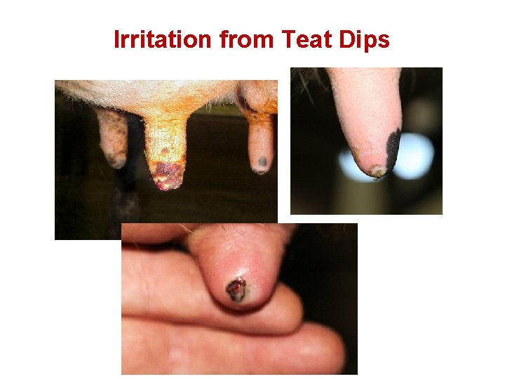 Irritation from Teat Dips 