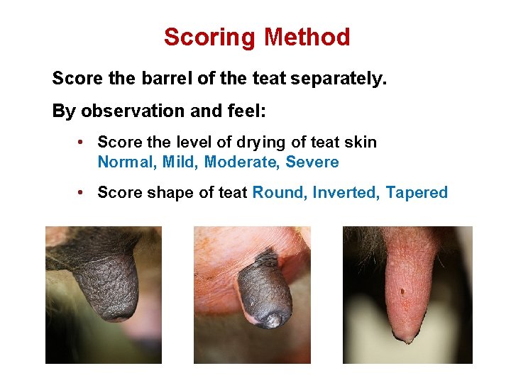 Scoring Method Score the barrel of the teat separately. By observation and feel: •