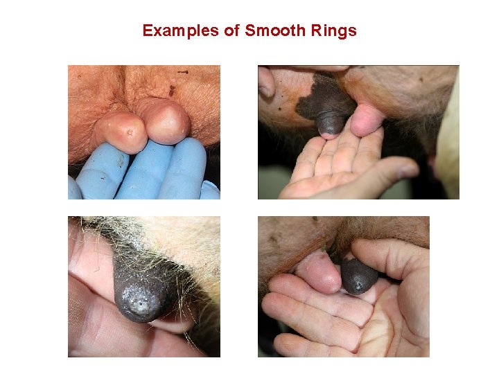 Examples of Smooth Rings 