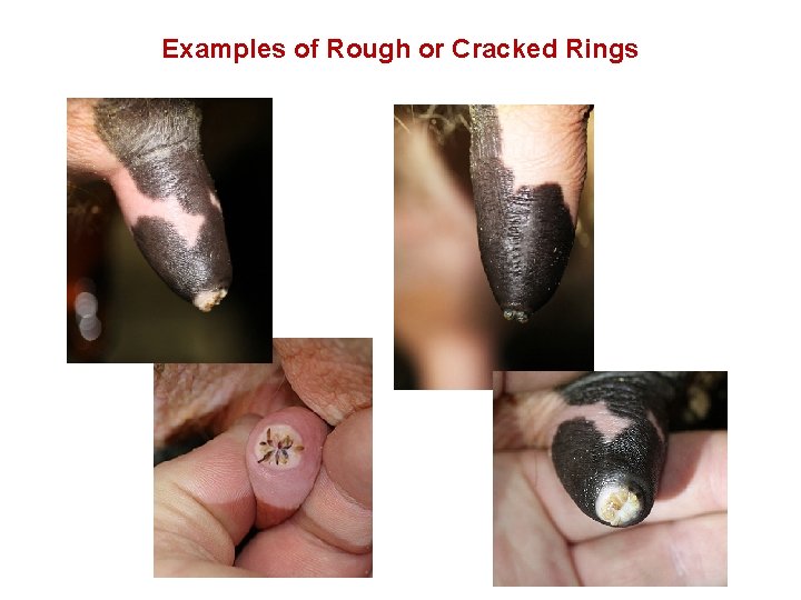 Examples of Rough or Cracked Rings 