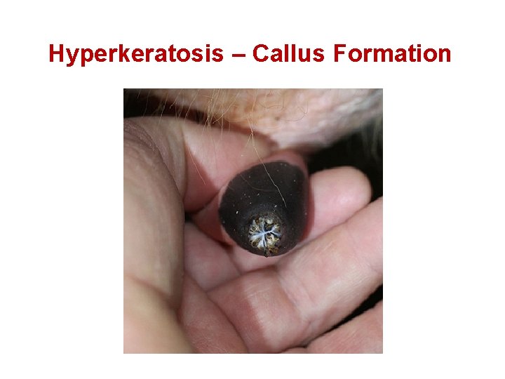 Hyperkeratosis – Callus Formation 