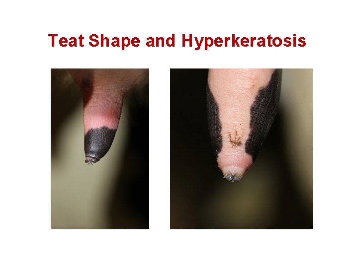 Teat Shape and Hyperkeratosis 