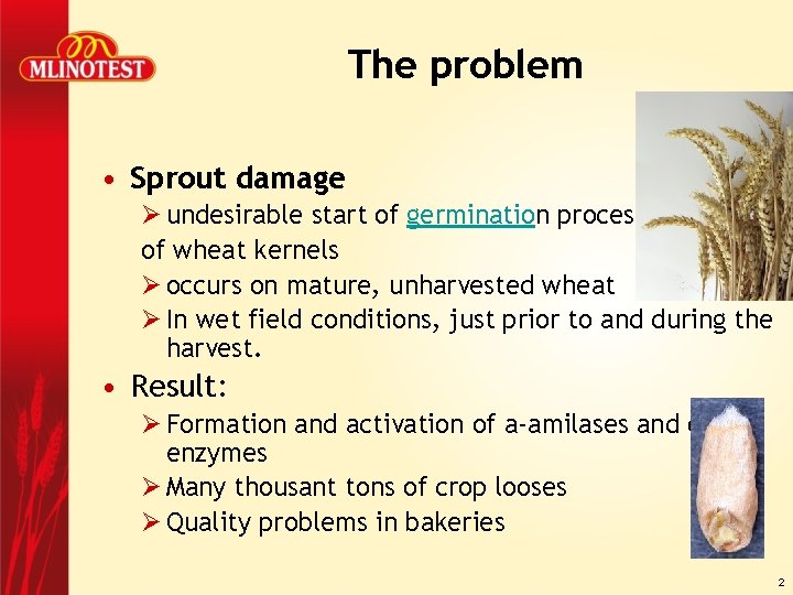 The problem • Sprout damage Ø undesirable start of germination process of wheat kernels