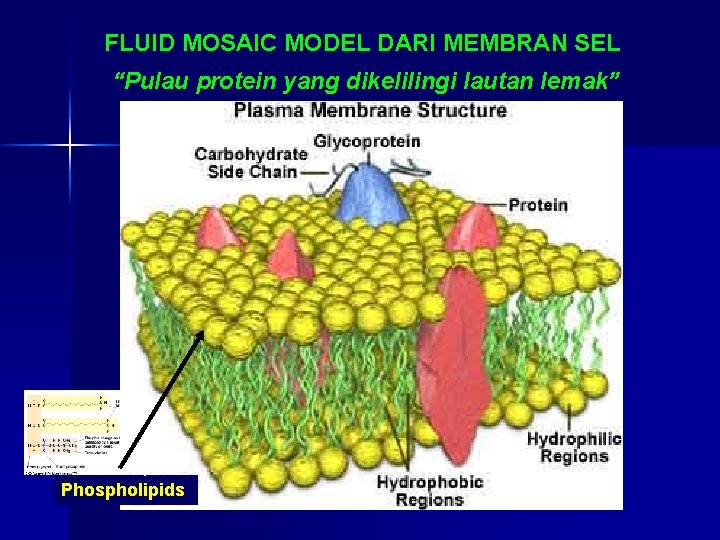 FLUID MOSAIC MODEL DARI MEMBRAN SEL “Pulau protein yang dikelilingi lautan lemak” Phospholipids 