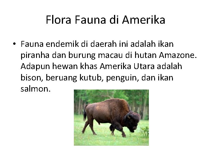 Flora Fauna di Amerika • Fauna endemik di daerah ini adalah ikan piranha dan