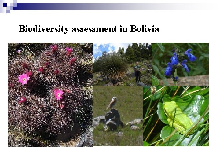 Biodiversity assessment in Bolivia 