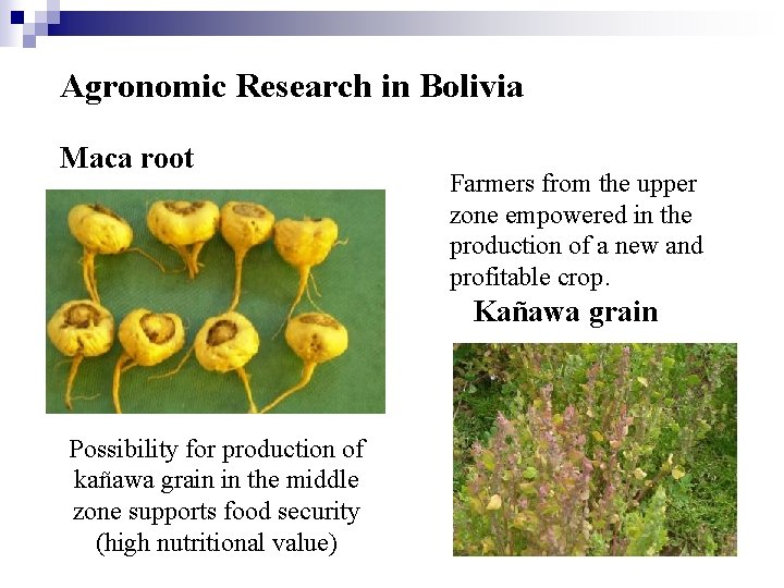 Agronomic Research in Bolivia Maca root Farmers from the upper zone empowered in the