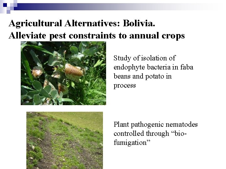 Agricultural Alternatives: Bolivia. Alleviate pest constraints to annual crops Study of isolation of endophyte