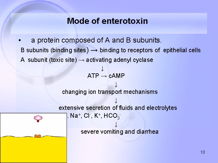 Mode of enterotoxin • a protein composed of A and B subunits (binding sites)