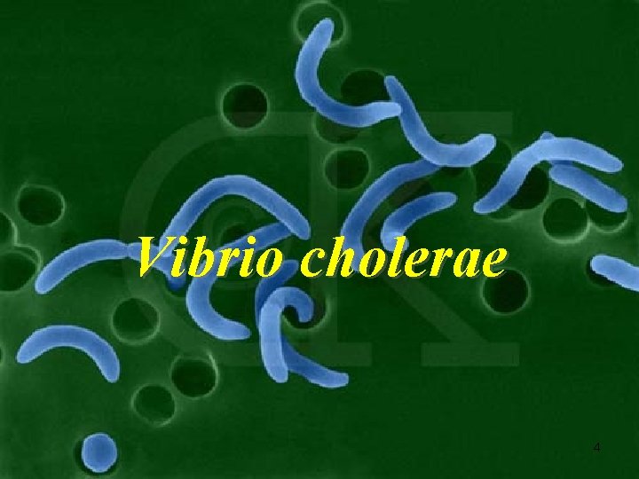 Vibrio cholerae 4 