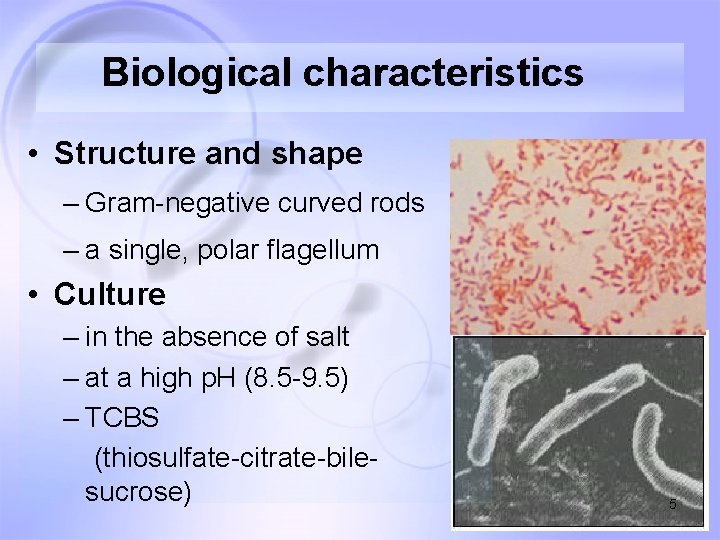 Biological characteristics • Structure and shape – Gram-negative curved rods – a single, polar