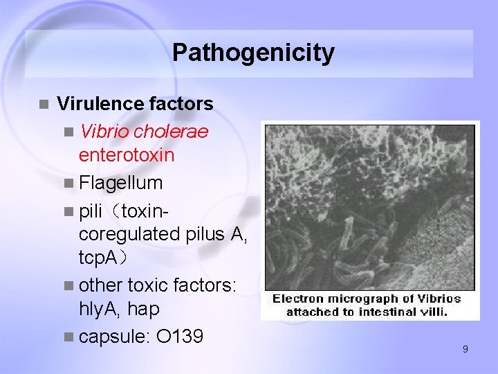 Pathogenicity n Virulence factors n Vibrio cholerae enterotoxin n Flagellum n pili（toxincoregulated pilus A,