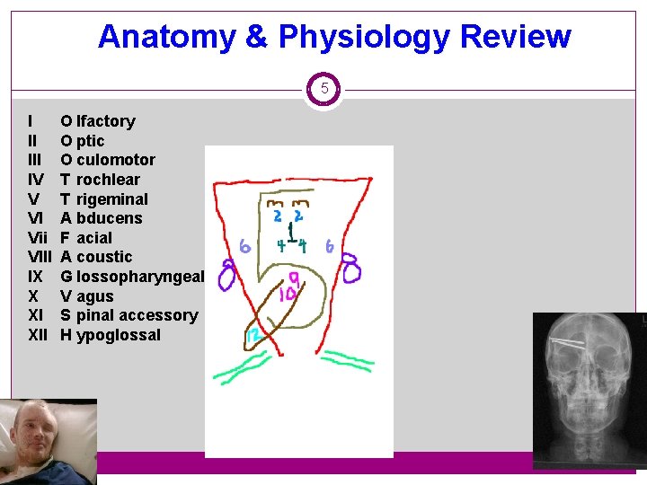 Anatomy & Physiology Review 5 I II IV V VI Vii VIII IX X