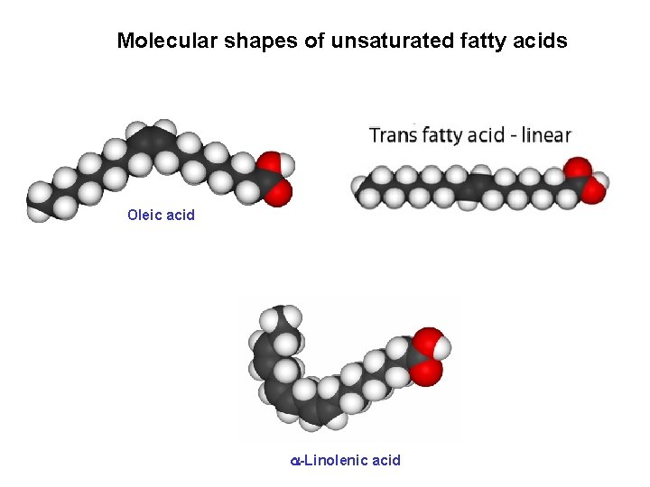 Molecular shapes of unsaturated fatty acids Oleic acid -Linolenic acid 