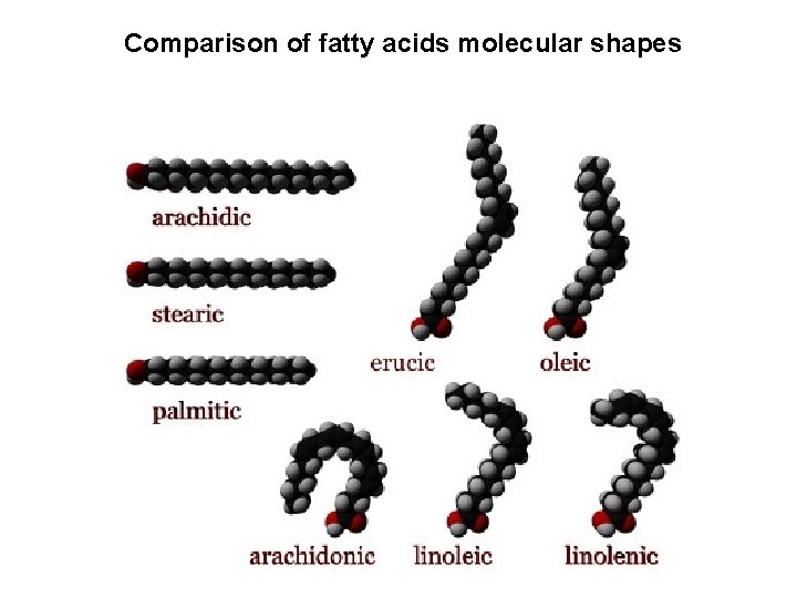 Comparison of fatty acids molecular shapes 