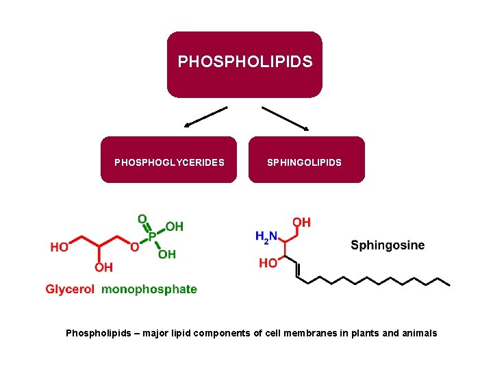 PHOSPHOLIPIDS PHOSPHOGLYCERIDES SPHINGOLIPIDS Phospholipids – major lipid components of cell membranes in plants and