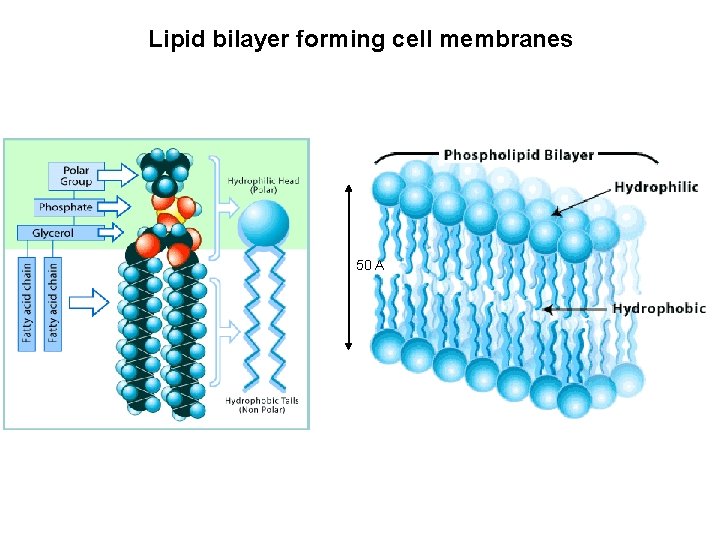 Lipid bilayer forming cell membranes 50 A 