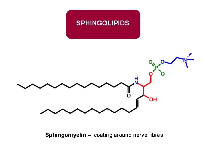 SPHINGOLIPIDS Sphingomyelin – coating around nerve fibres 