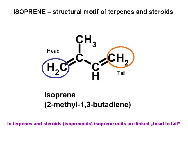 ISOPRENE – structural motif of terpenes and steroids Head Tail In terpenes and steroids