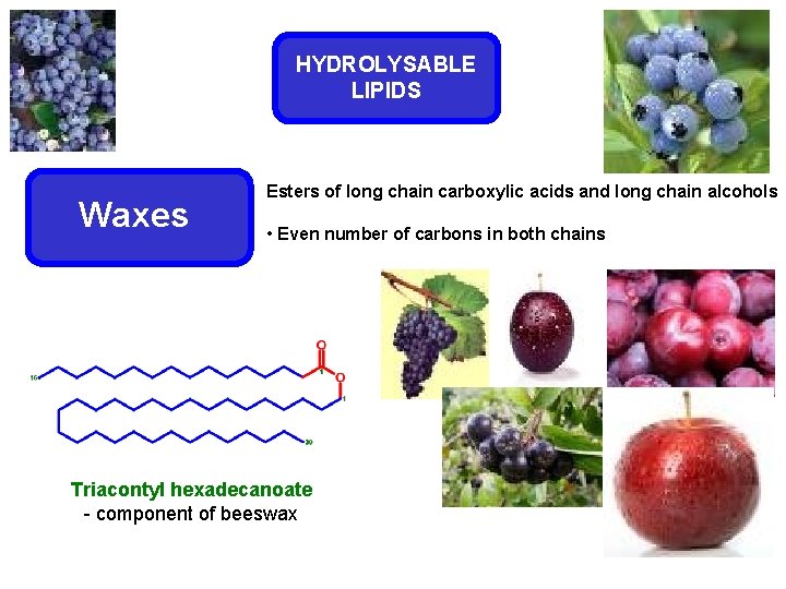 HYDROLYSABLE LIPIDS Waxes Esters of long chain carboxylic acids and long chain alcohols •