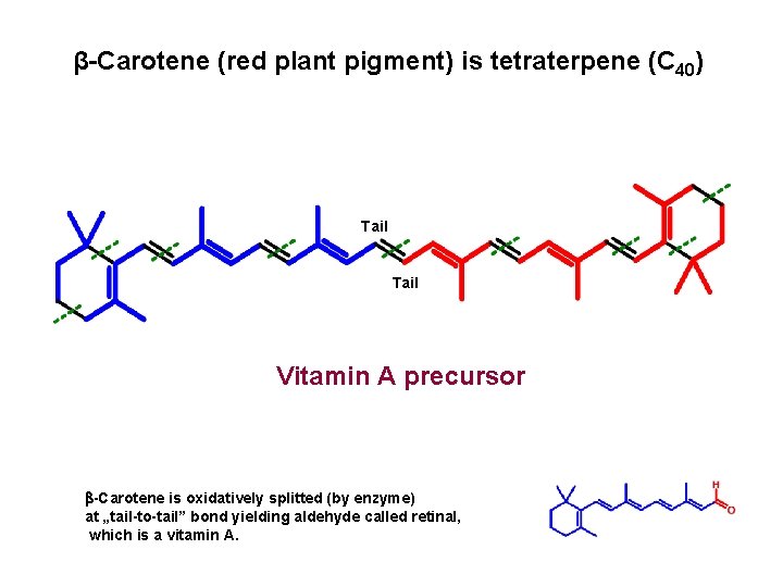 β-Carotene (red plant pigment) is tetraterpene (C 40) Tail Vitamin A precursor -Carotene is