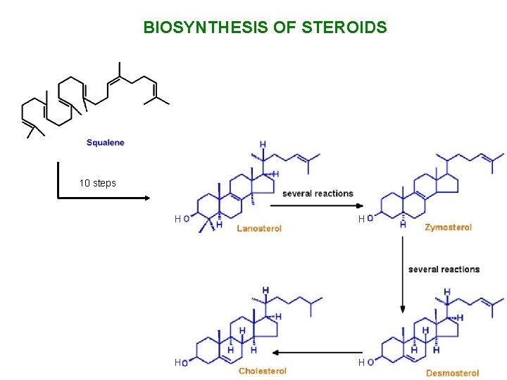 BIOSYNTHESIS OF STEROIDS 10 steps H H 
