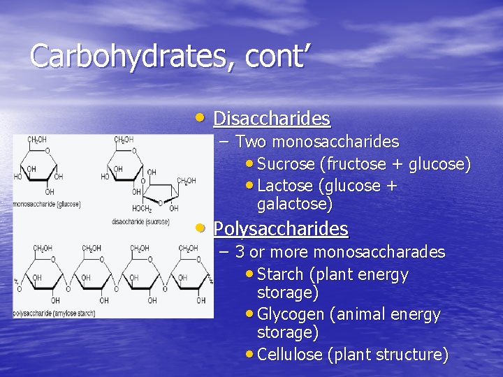 Carbohydrates, cont’ • Disaccharides – Two monosaccharides • Sucrose (fructose + glucose) • Lactose