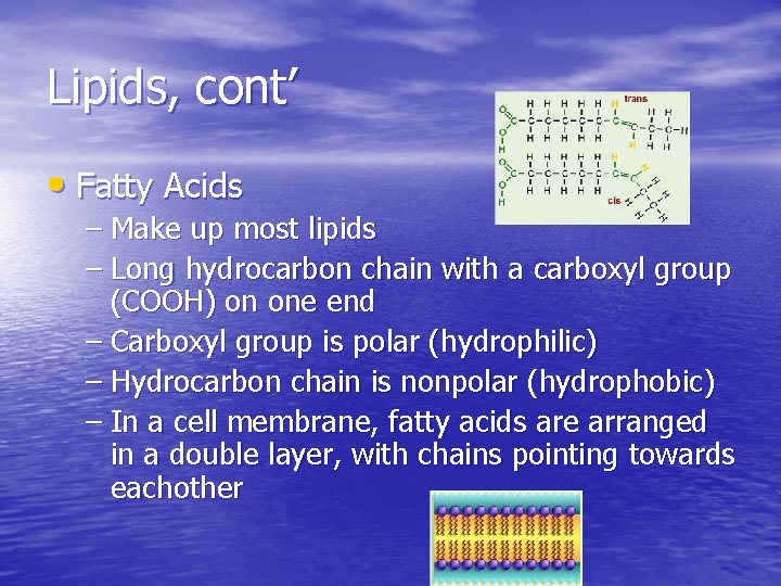 Lipids, cont’ • Fatty Acids – Make up most lipids – Long hydrocarbon chain