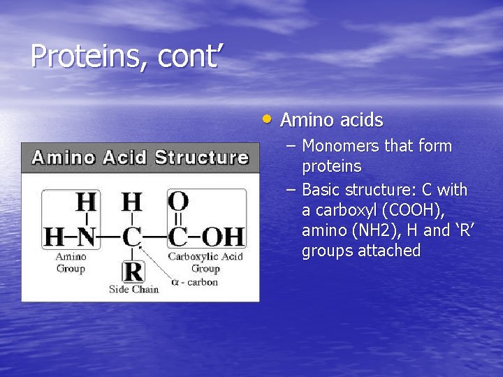 Proteins, cont’ • Amino acids – Monomers that form proteins – Basic structure: C