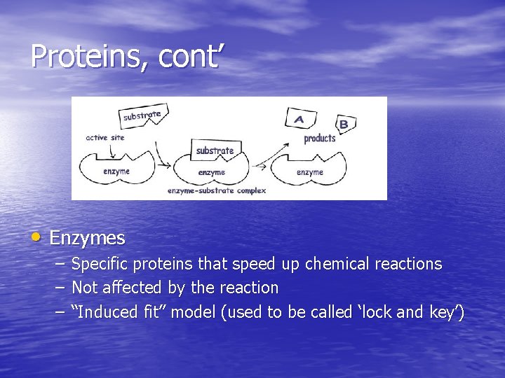 Proteins, cont’ • Enzymes – – – Specific proteins that speed up chemical reactions