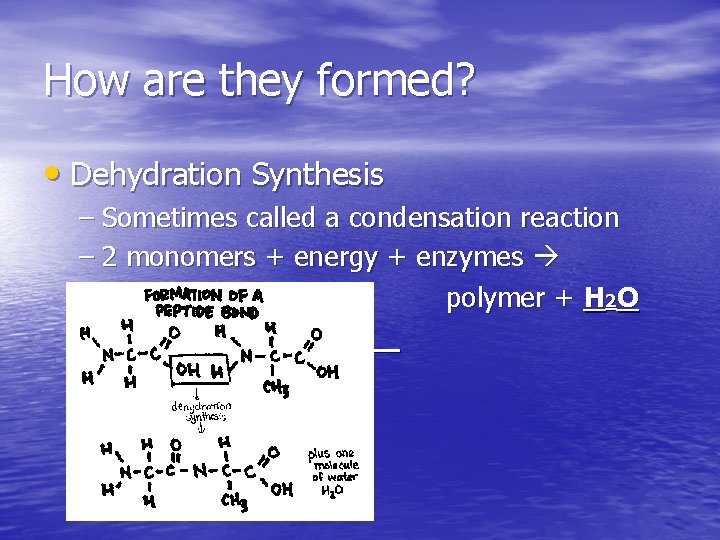How are they formed? • Dehydration Synthesis – Sometimes called a condensation reaction –