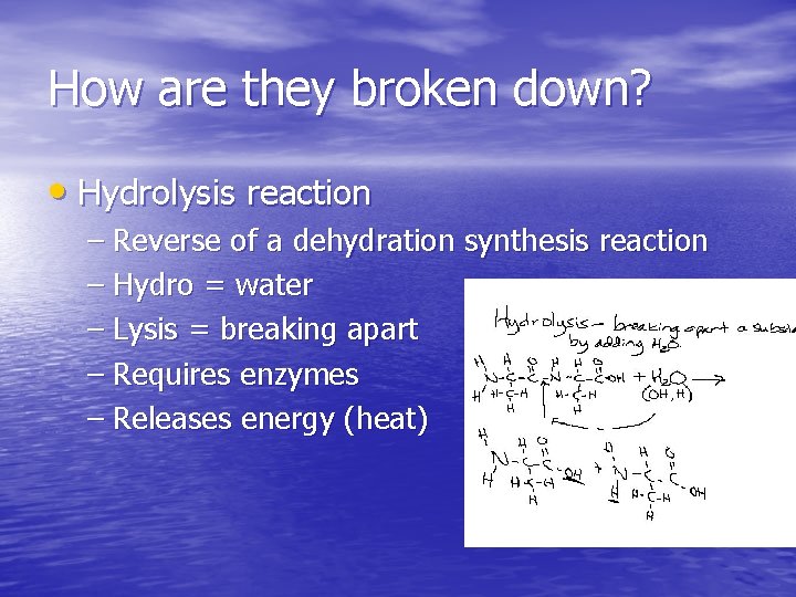 How are they broken down? • Hydrolysis reaction – Reverse of a dehydration synthesis