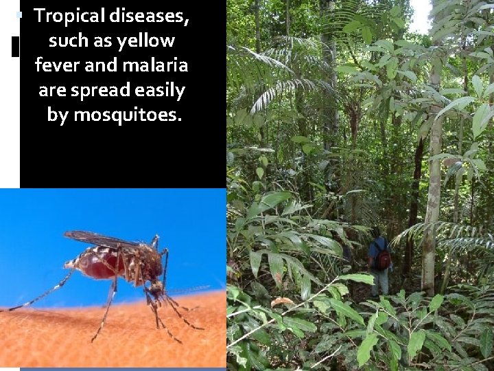 Tropical diseases, such as yellow fever and malaria are spread easily by mosquitoes.