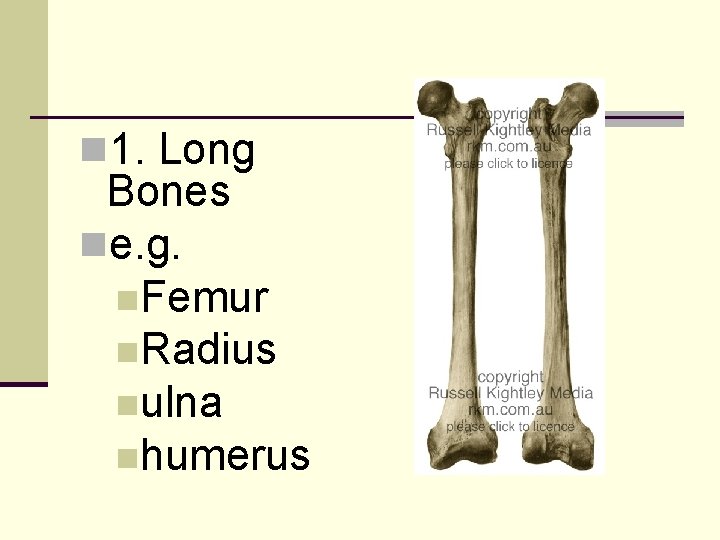 n 1. Long Bones ne. g. n. Femur n. Radius nulna nhumerus 