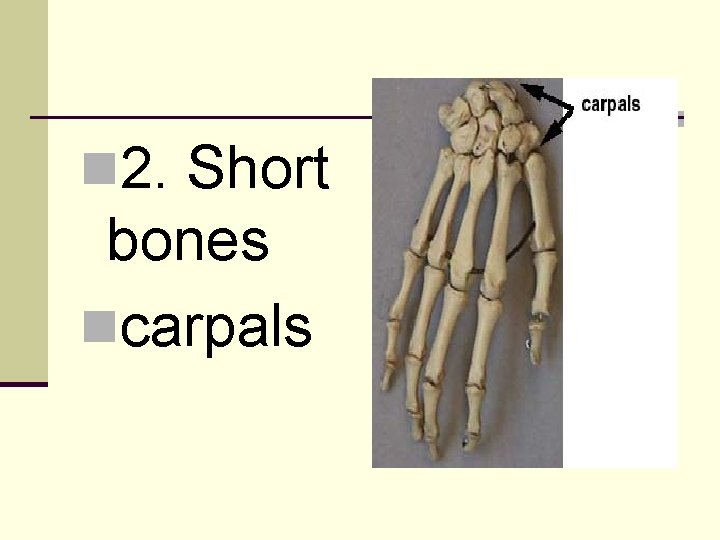 n 2. Short bones ncarpals 