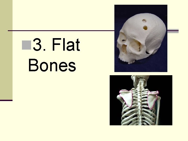 n 3. Flat Bones 