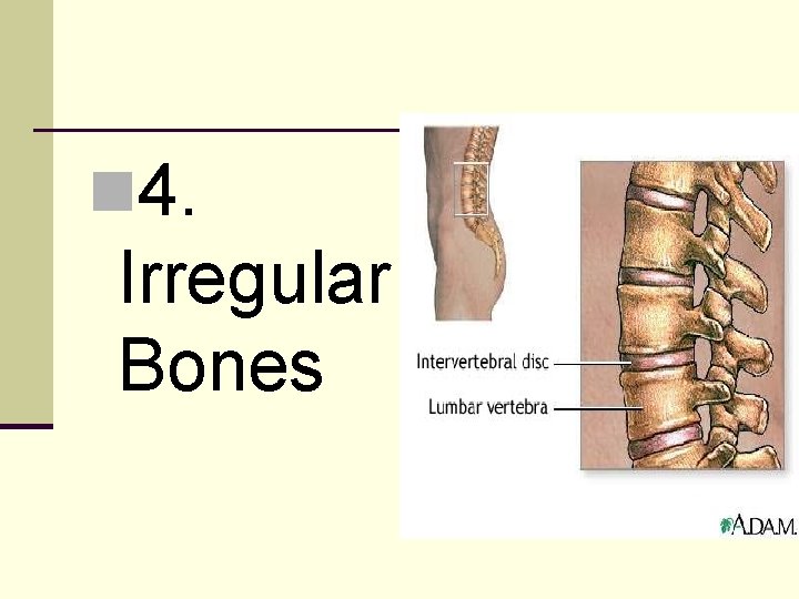 n 4. Irregular Bones 