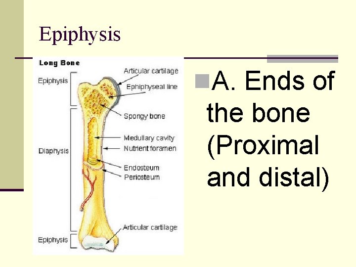 Epiphysis n. A. Ends of the bone (Proximal and distal) 