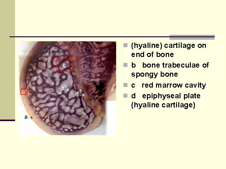 n (hyaline) cartilage on end of bone n b bone trabeculae of spongy bone