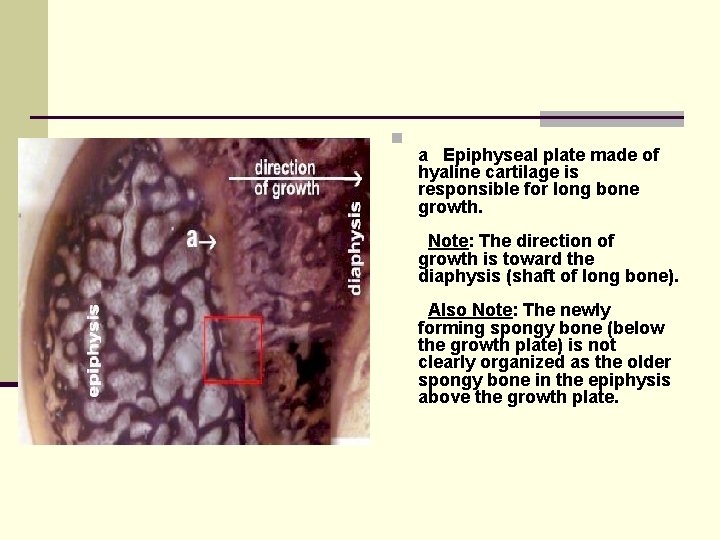 n a Epiphyseal plate made of hyaline cartilage is responsible for long bone growth.