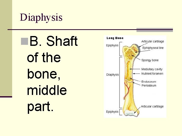 Diaphysis n. B. Shaft of the bone, middle part. 