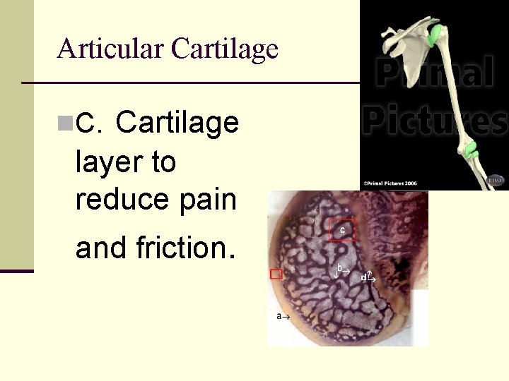 Articular Cartilage layer to reduce pain n. C. and friction. 