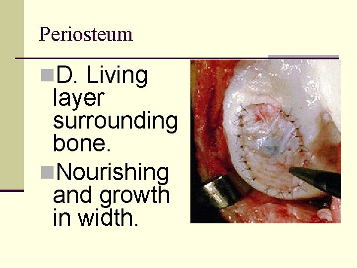 Periosteum n. D. Living layer surrounding bone. n. Nourishing and growth in width. 