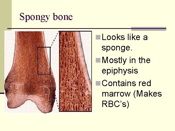 Spongy bone n Looks like a sponge. n Mostly in the epiphysis n Contains