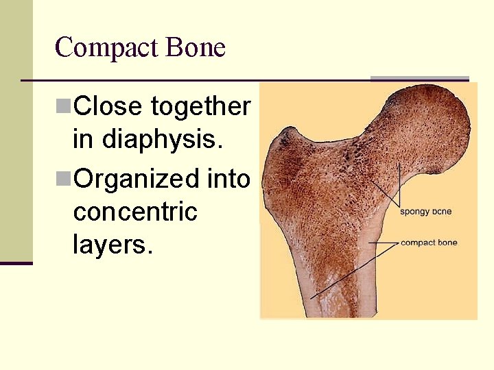 Compact Bone n. Close together in diaphysis. n. Organized into concentric layers. 